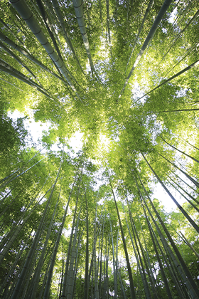 Programas de regeneração da biodiversidade